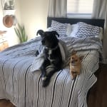 Helpful with keeping my dog's stools healthy