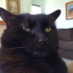 Mr. Henry's favorite snack