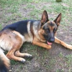 Woofables Gourmet Dog Treats