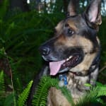 Great for oral hygiene