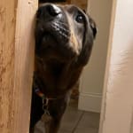 Really helps with severe separation anxiety