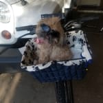 This medicine helps Trixie & the team at Vetrx are the best!