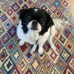 Cleared up our dog's infection!
