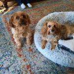 Eye medication to help senior dogs