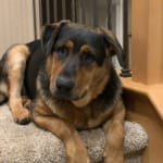 I guess if you have to...