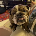 This medication helped my dog!
