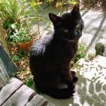 Terrific appetite motivator!