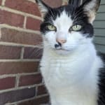 Could be Worth it for CKD Cats