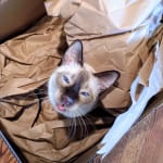 EXCELLENT PROBIOTIC FOR YOUR PET