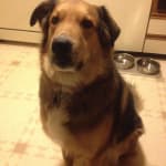 This medication helped my pet.
