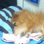 Love saving $$ & my pet!!