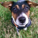 Good product. However, it did not stop the tear discharge...