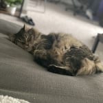 This has helped my cat