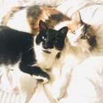 Helps with gut issues