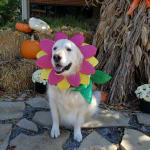 Best prices for pet meds