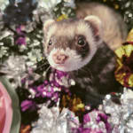 Helped my ferret eat again and gain some weight