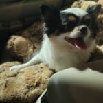 Great supplement for my chi