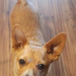 Yay! Paco doesn't itch that much anymore.