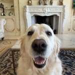 Probiotic Helps Hairballs & GI