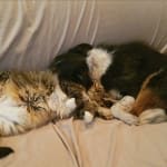 Medication that our finicky cat thinks are treats
