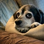 Essential medication