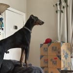 This probiotic helped my dog's poops!