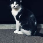 I wouldn't have been able afford my cats meds!!!