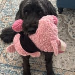 The K-CIT-V tablets have been a life-saver!