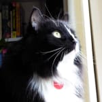 Thank you VetRxDirect!