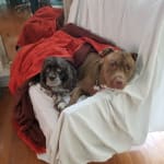 I would like to buy this product again