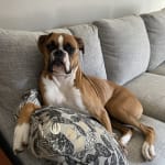 Keeping him healthy!