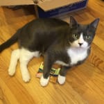 game-changer for a cat with chronic, uncontrolled diarrhea