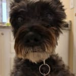 My sweet senior schnauzer gets help for her dry eye condtion