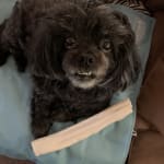 Helpful for your best buddy!