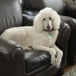 THIS MADE A BIG DIFFERENCE IN MY DOGS LIFE