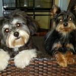 Important to maintain pets eyes health