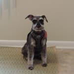 Yes, I would buy this product again, he loves them.