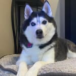 Medication has helped my dog