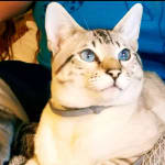 This vitamin product in the BEST!! Our cat loves it too!