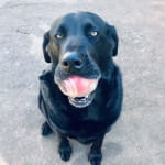 Rhett is now protected by sentinel!  (and his favorite ball)