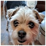 Dog loves taking his meds in Tricky Treats