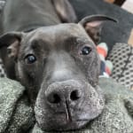 Helps with GI issues