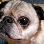 Gel eyedrops are a welcome eye treatment