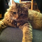 Very effective and tastey!!