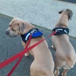 I will and do suggest this product.