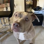 This shampoo is amazing