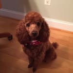 I've used this shampoo on my poodle for years.