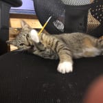 This medication helped my cat.