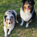 Sentinel best for heart worm/aussies