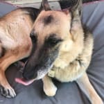 Works like a miracle and is very cost effective.